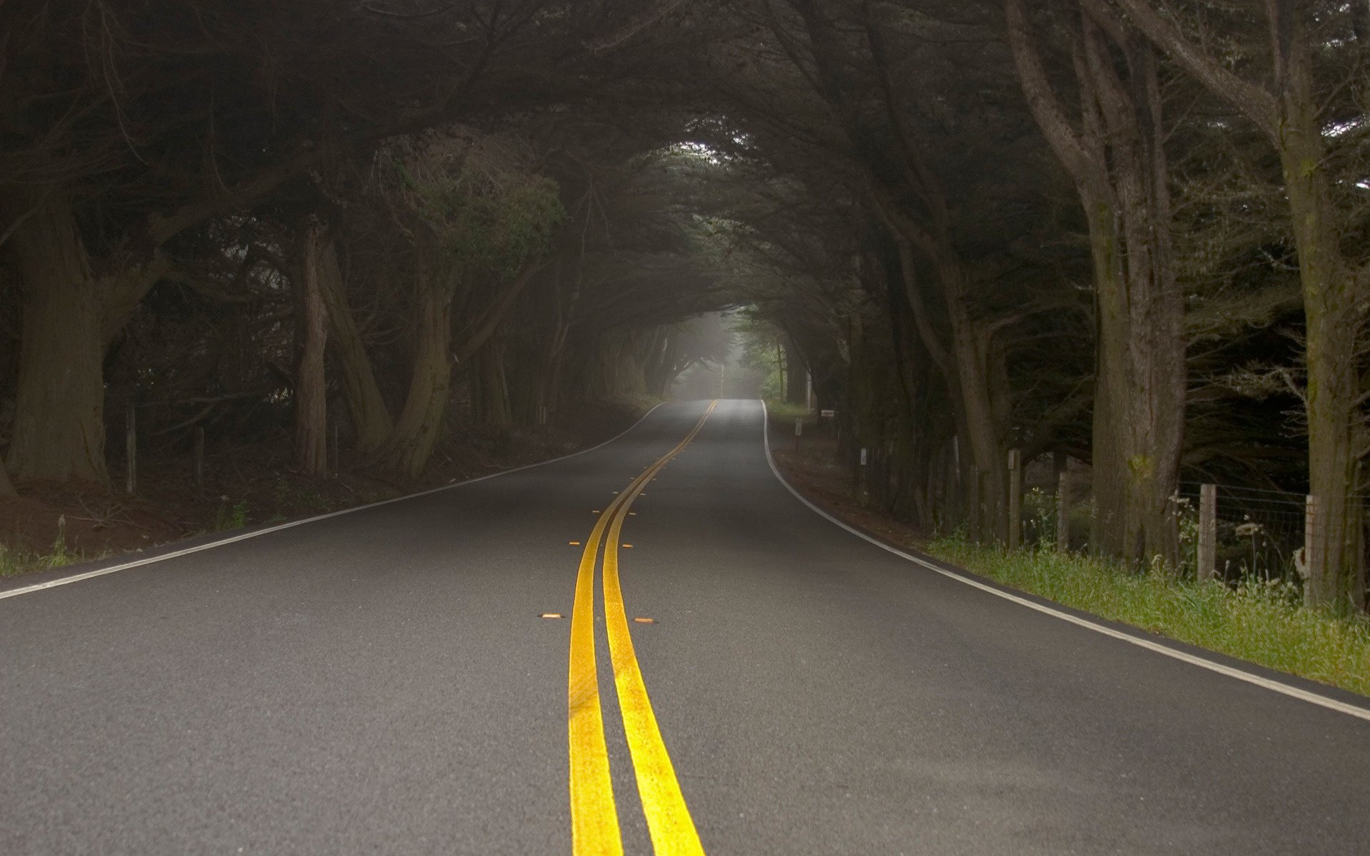 strada strisce gialle tunnel nebbia foschia alberi natura foresta segnaletica orizzontale asfalto erba marciapiede velocità