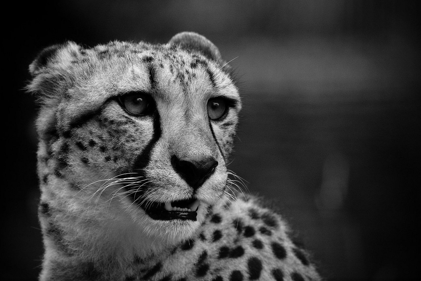 cheetah black and white cat gaze mustache fear predators animals eyes feline macro