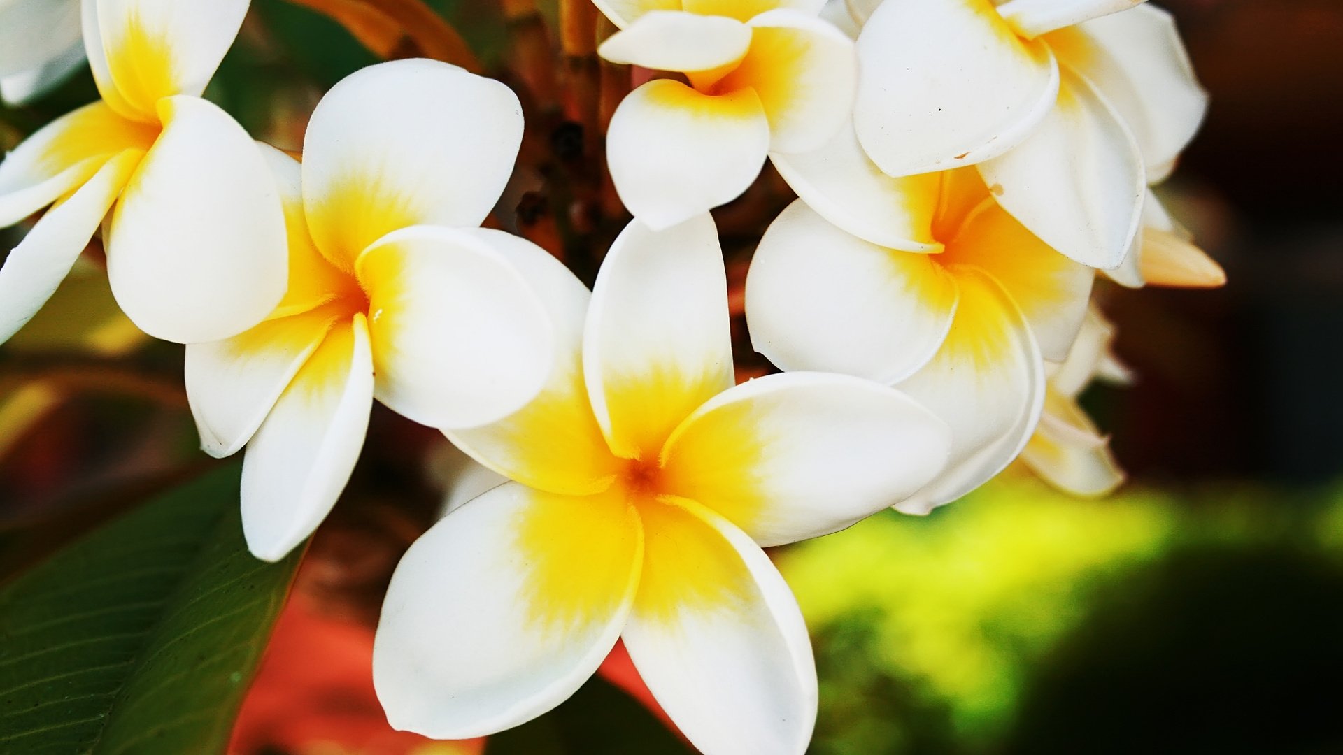 flowers yellow middle white leaves macro