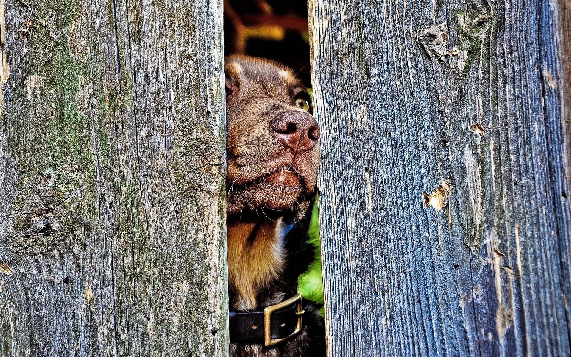 cane naso recinzione collare albero cani vista