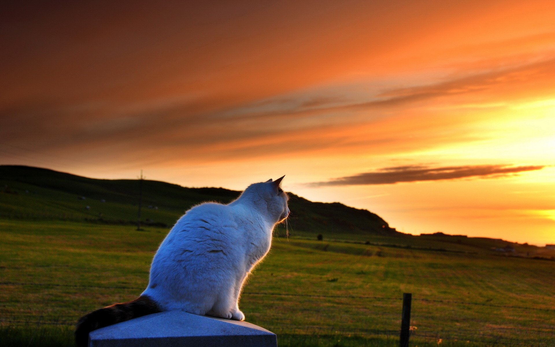 cat evening nature sunset field animals feline sky view horizon