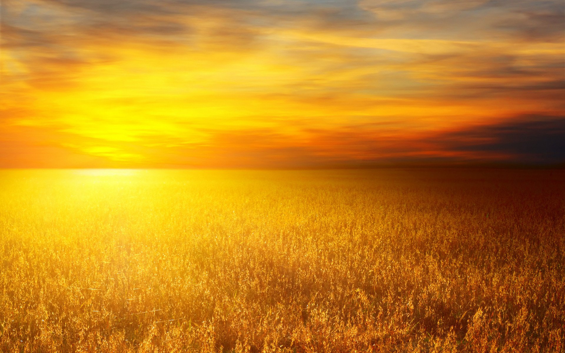 wheat fields wheat field nature sun landscapes wheat photo sunset sky clouds clouds field heat grass orange