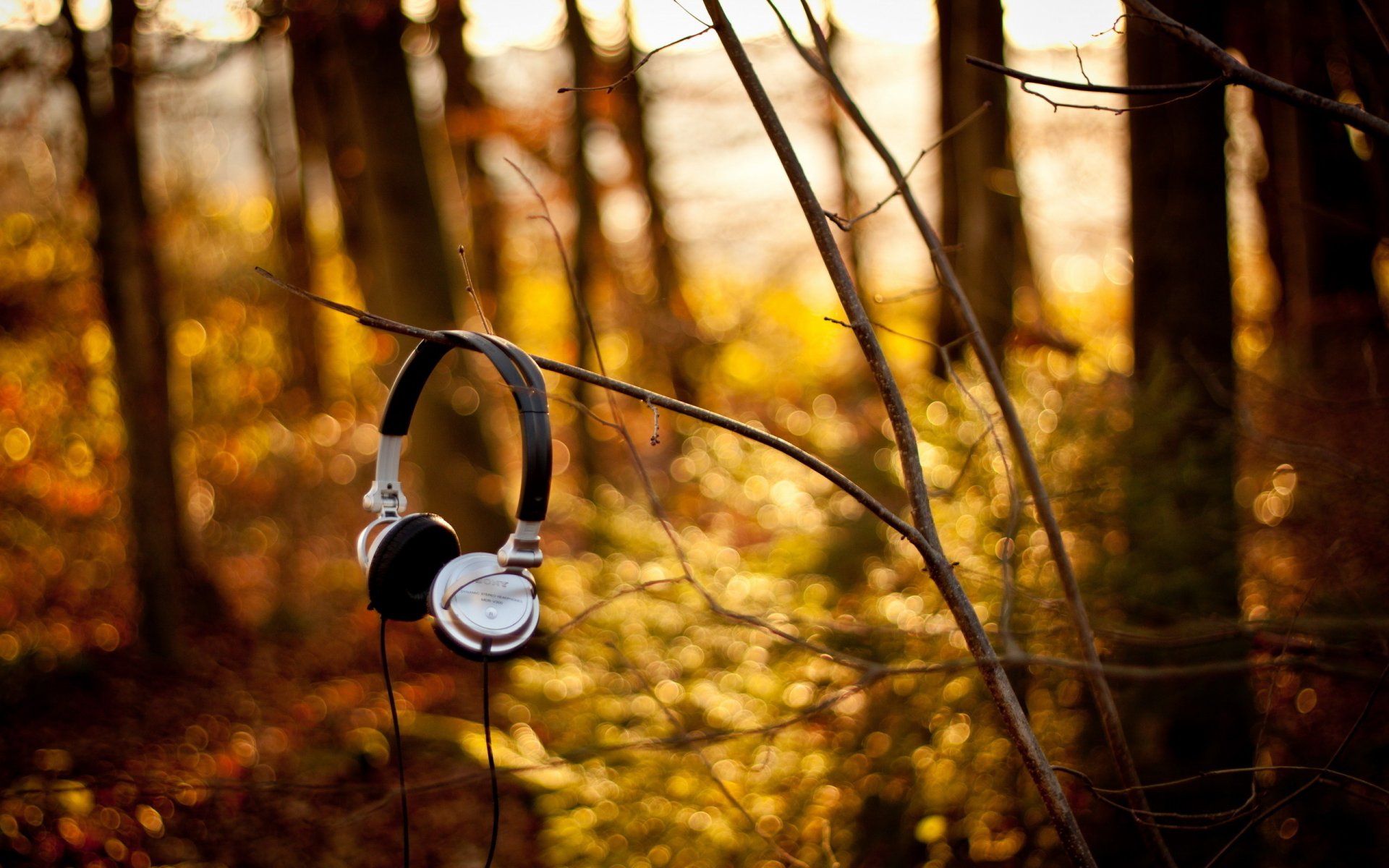 auriculares sony bosque ramas música otoño árboles tierra foto luz hojas