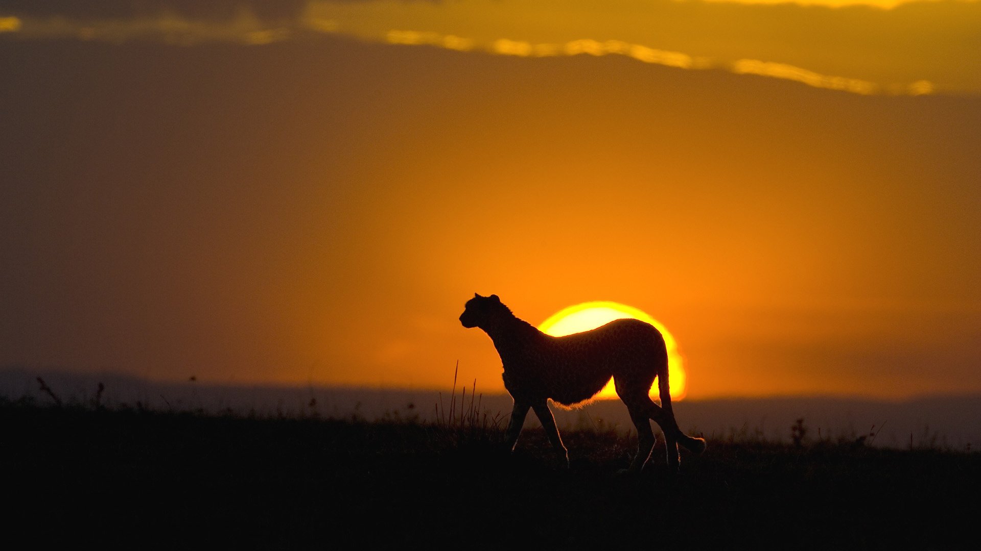 katze raubtier sonnenuntergang silhouette gepard wild himmel tiere katze gras