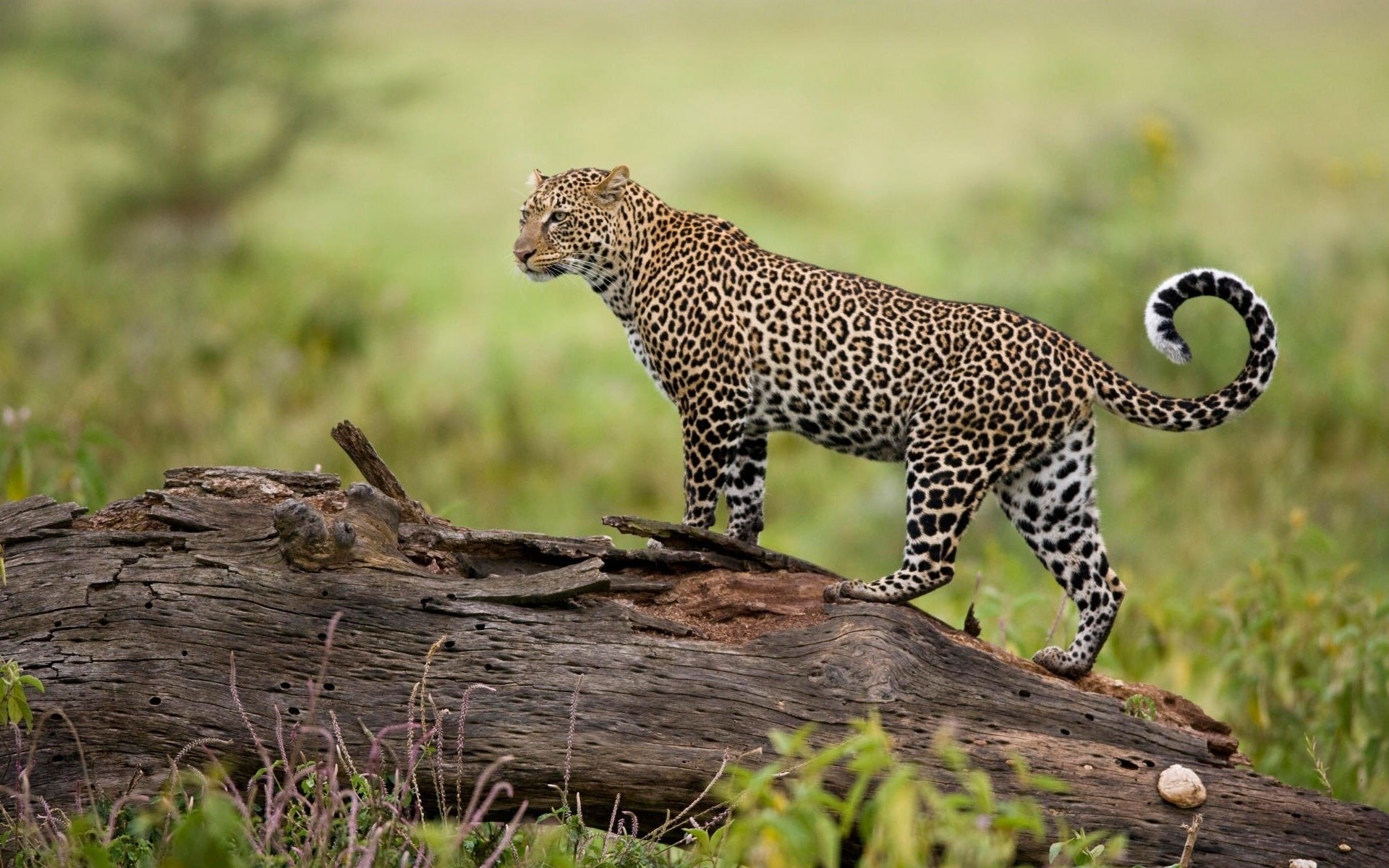 leopardo momento naturaleza depredador vista momento árbol atención fondo hierba depredadores animales felinos