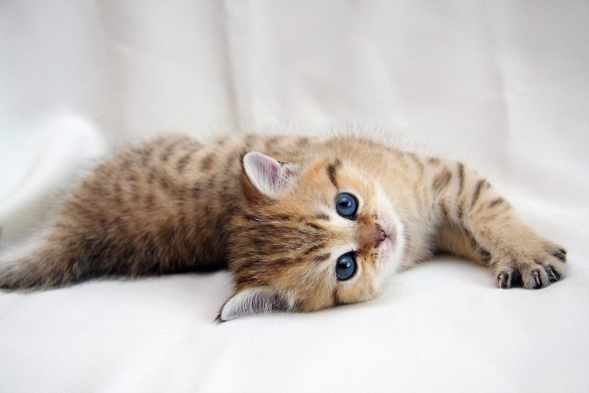 kitty friendly eyes look striped animals cat white background