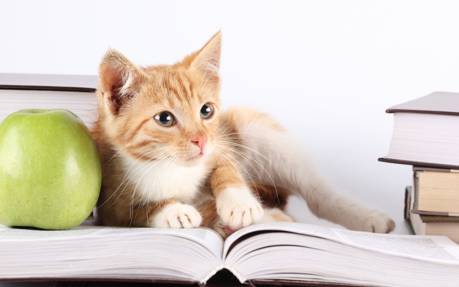 katze apfel buch blick kätzchen tiere augen katzen