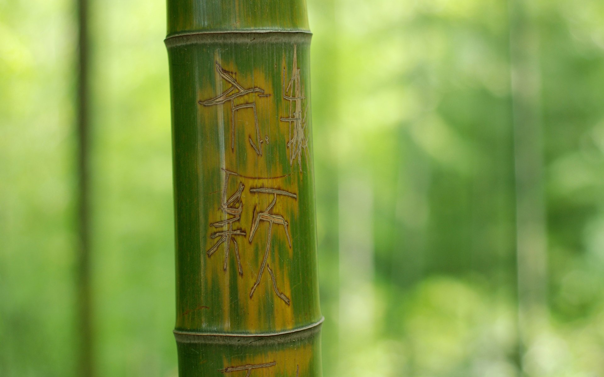 tree the inscription bamboo characters green nature trunk greens forest