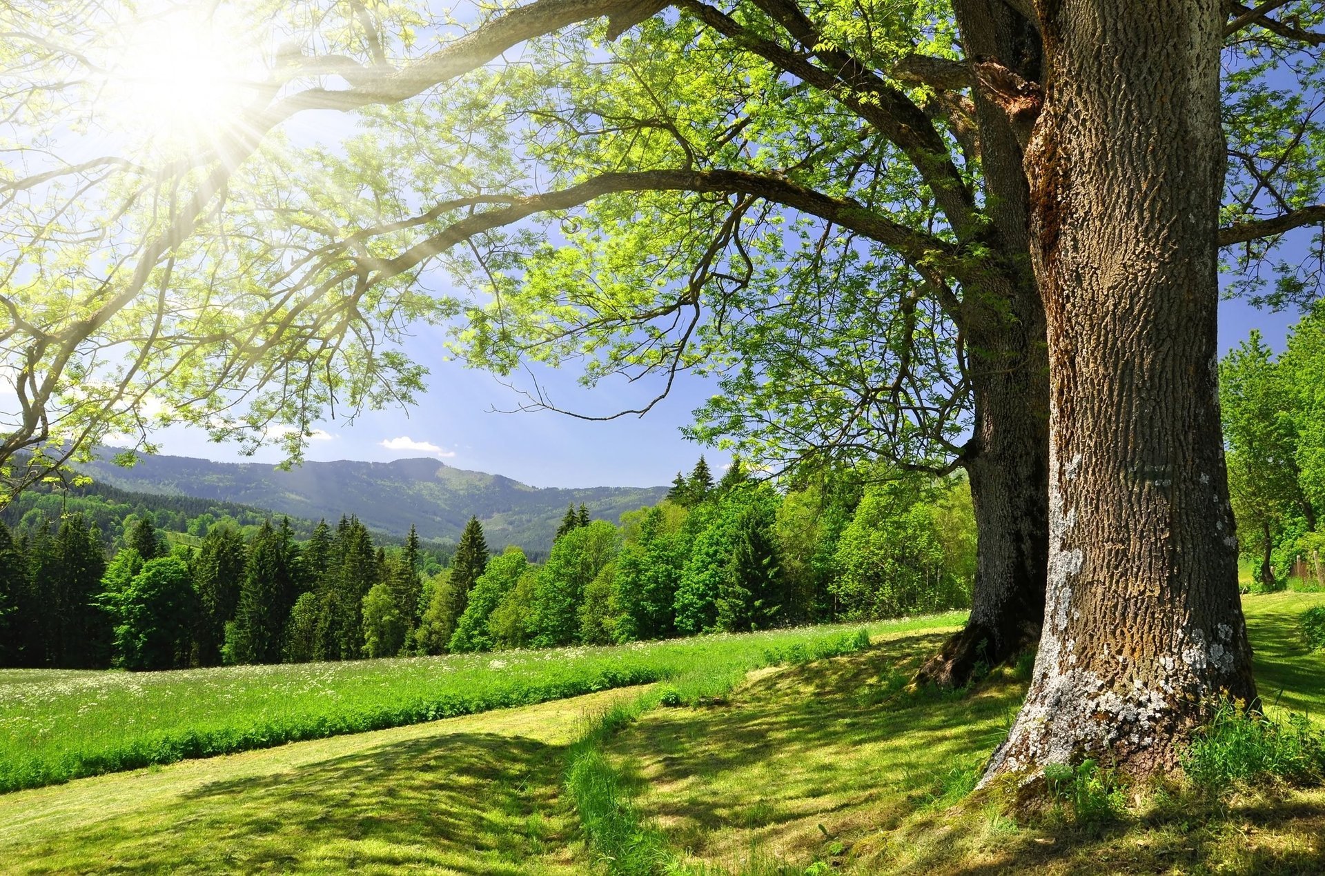 strada di campagna beautiful landscape stovbur foresta alberi paesaggio bello verde erba rami sole scintillio raggi del sole ombra montagne estate