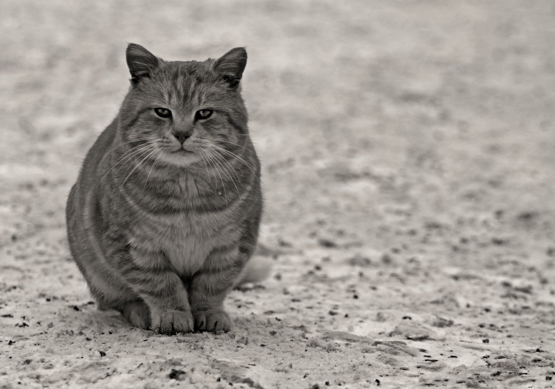 gato mirada patas animales felinos gris asfalto lana bigote