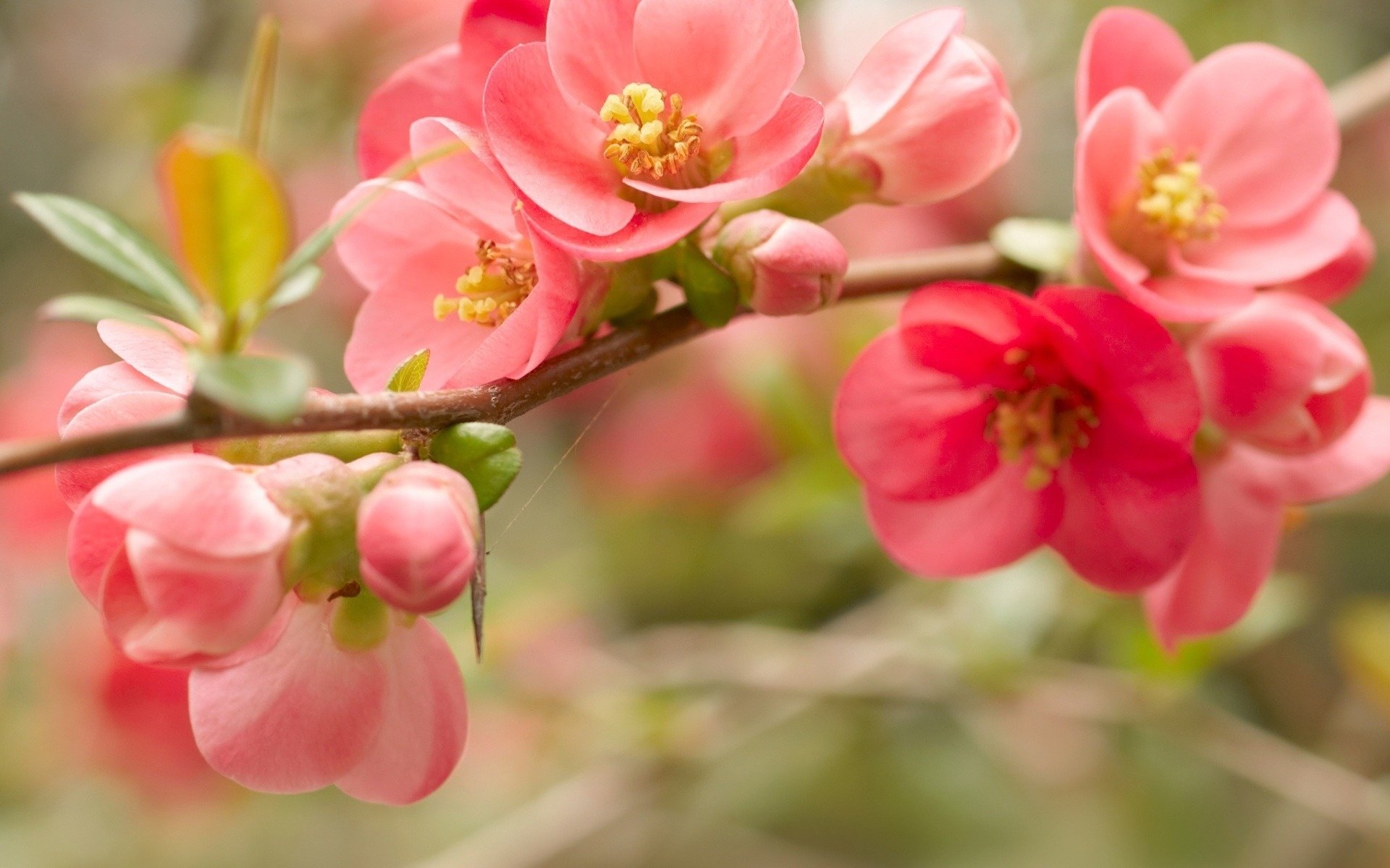 floraison fleurs rouge pétales branche rose printemps