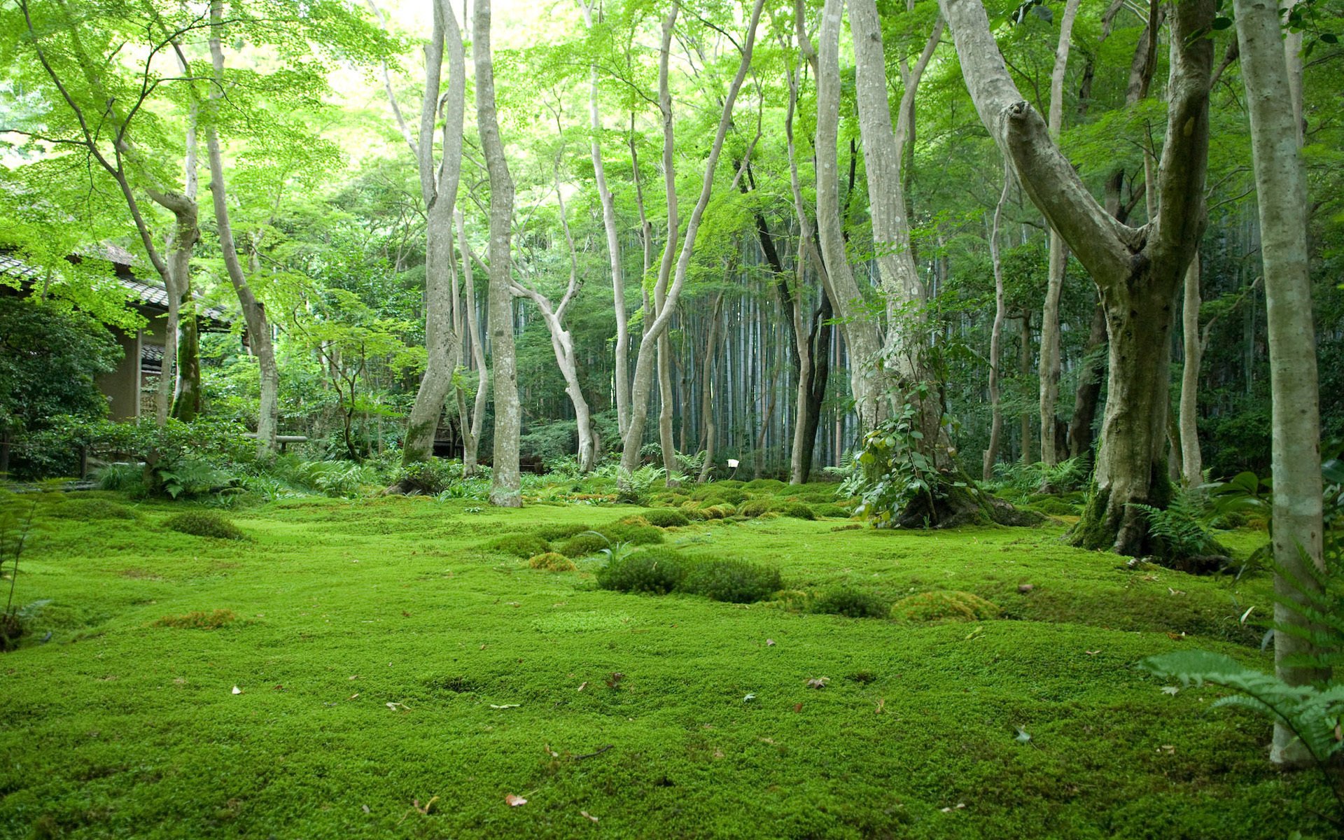 japon arbres clairière forêt fourrés météo verdure mousse herbe maison buissons humidité