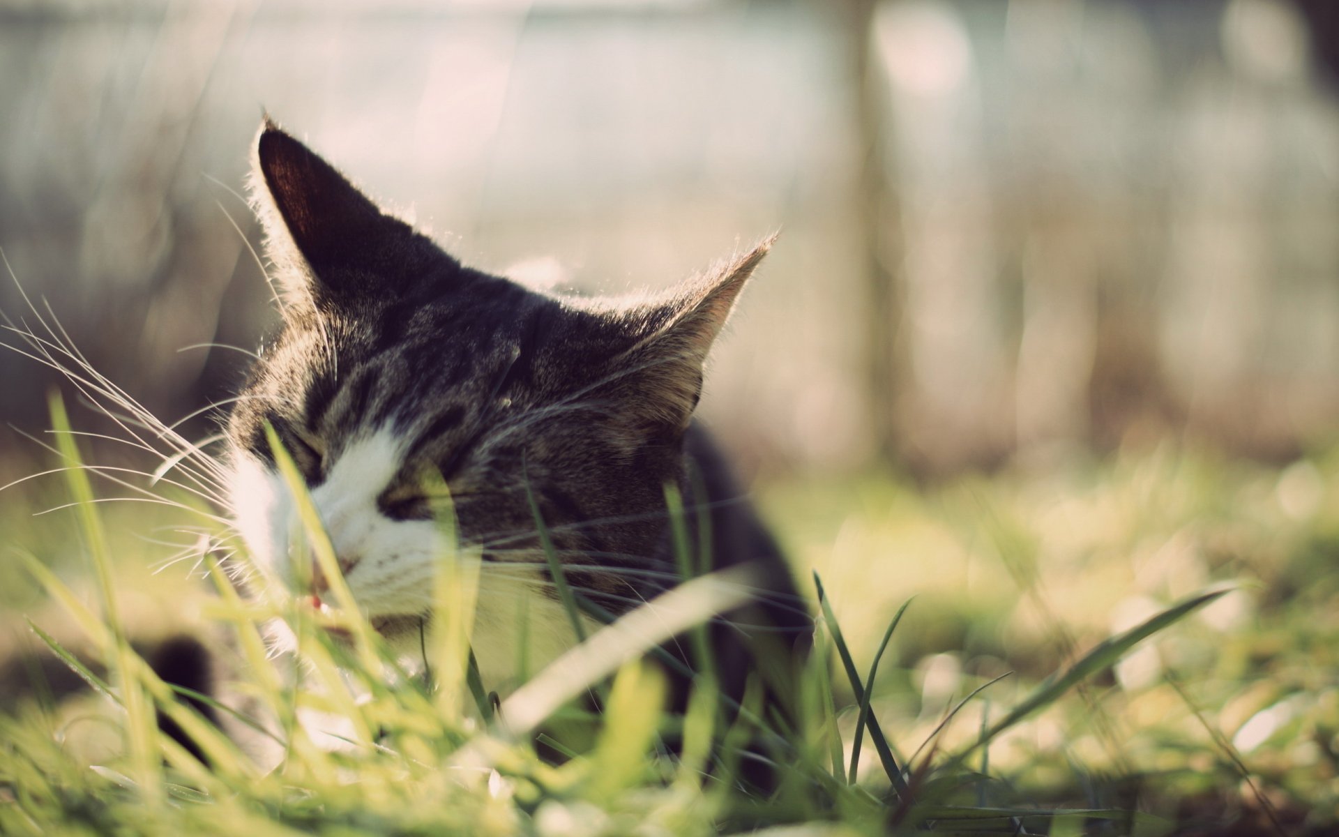 gato mastica bigote orejas yum-yum hierba animales felinos