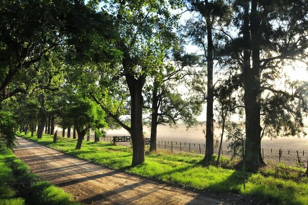 Camina por el bosque en un día Cálido y soleado