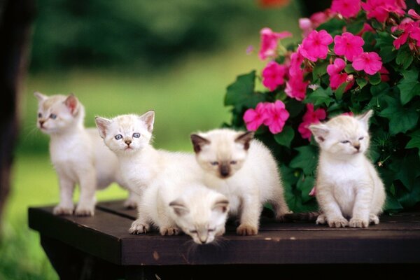 Gatitos siameses en las flores en la mesa