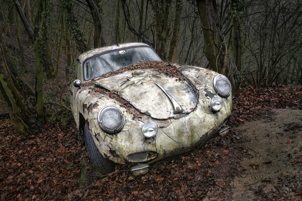 Escarabajo de folkswagen en el viejo bosque