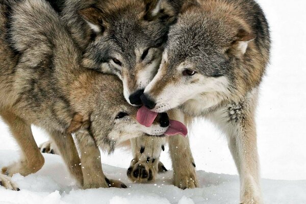 Una manada de lobos juega en la nieve