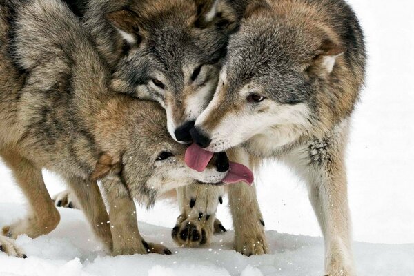 Une meute de loups joue dans la neige