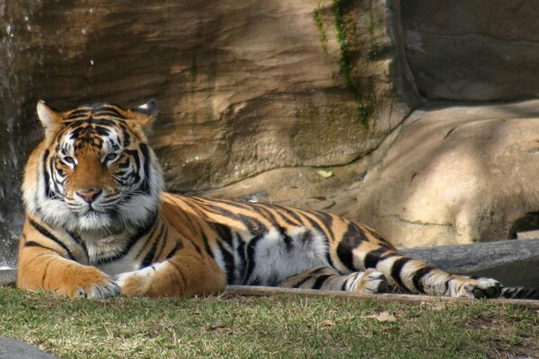 Tiger im Zoo vor dem Hintergrund eines Wasserfalls