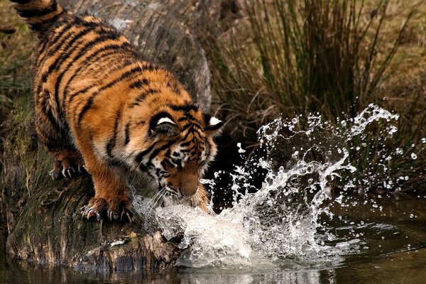 Tiger schlägt mit der Pfote auf das Wasser