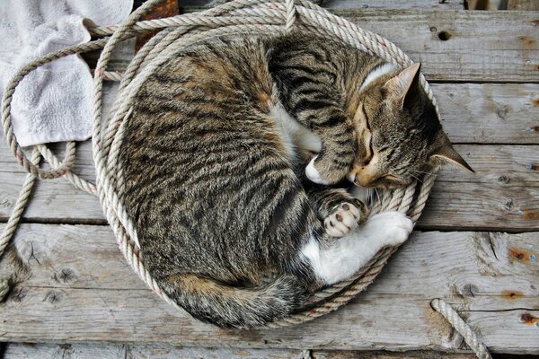 The cat sleeps curled up in a ball in a coil of rope