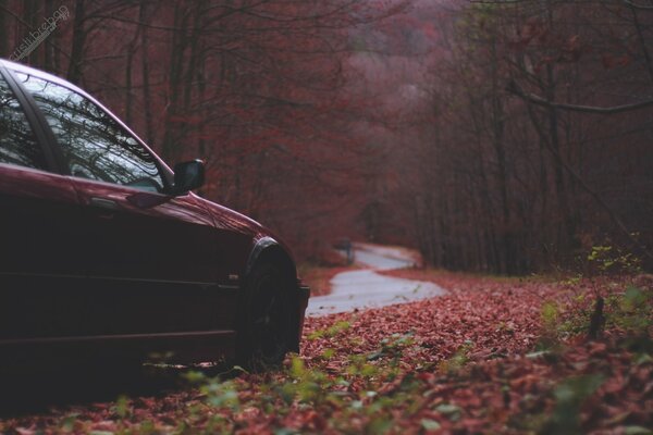 Voiture BMW sur la route d automne