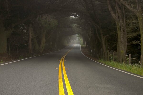 The road to the dark tunnel of trees