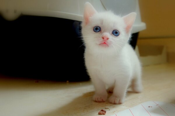 A white kitten with blue eyes