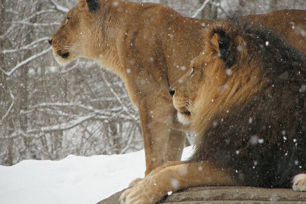 Leone e leonessa riposano in inverno