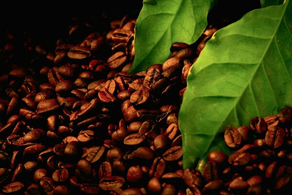 Coffee beans and coffee leaves in macro