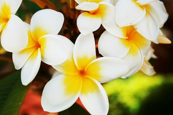 The flowers are white the petals are yellow the middle