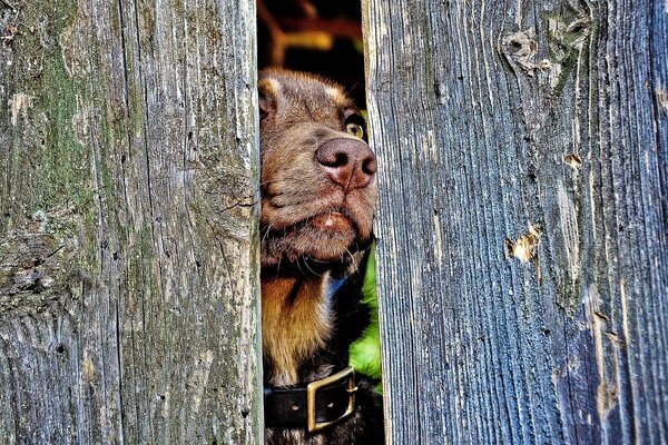 A dog with a collar looks over the fence