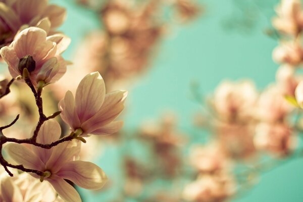 Frühlingszweige einer blühenden blühenden Magnolie