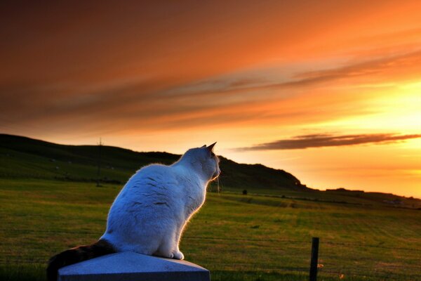 Chat sur fond de montagnes, coucher de soleil et champs