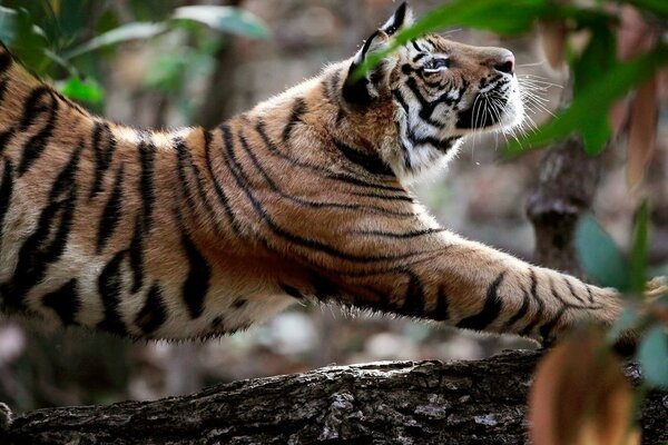 Tigre arquea su espalda en un árbol