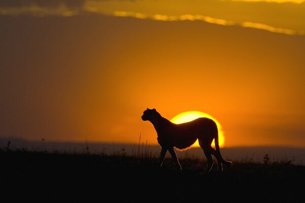 The silhouette of a cheetah in the background light of sunset