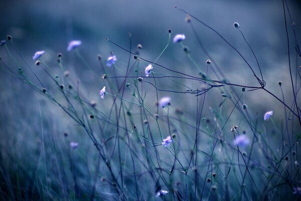 Thin stems of a plant on a gloomy gloomy day