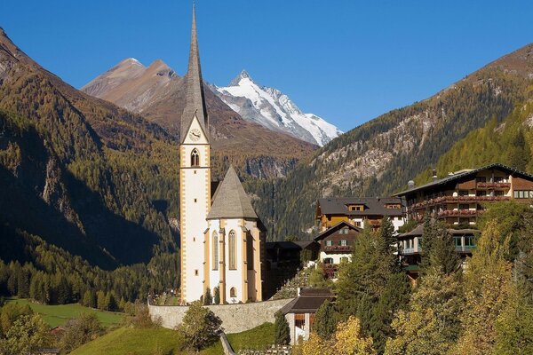 Bäume in den Alpen in Österreich