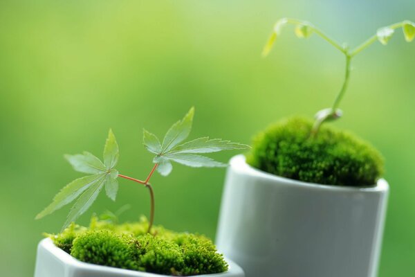 Tiny plants in snow-white pots