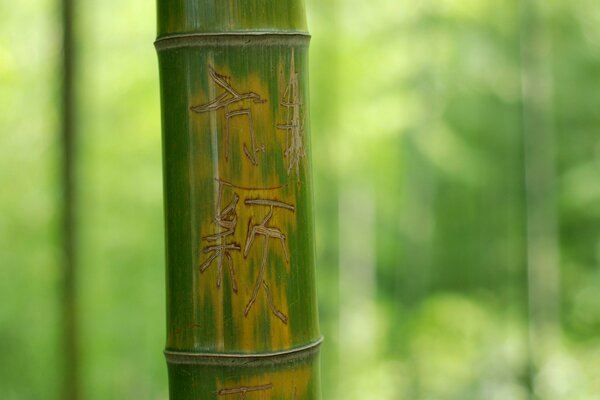 Бамбуковый стебель с вырезанным иероглифом