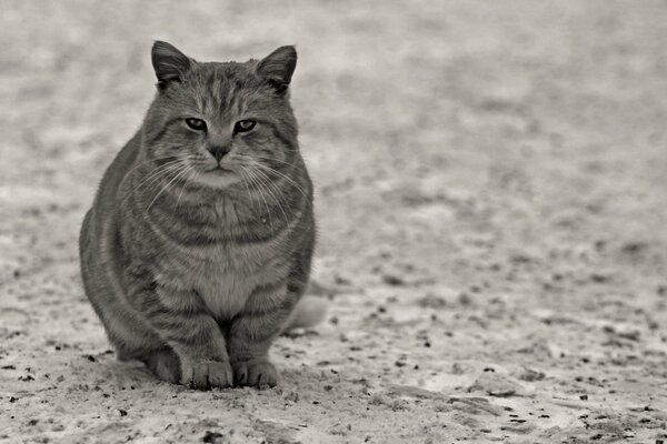 A lonely cat is sitting on the gray sand