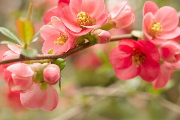 La plante fleurit doucement avec des fleurs roses