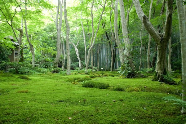 Foresta verde giapponese con casetta