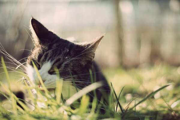 Gato mastica hierba verde