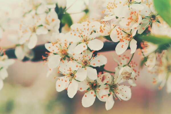 A branch of spring cherry blossoms