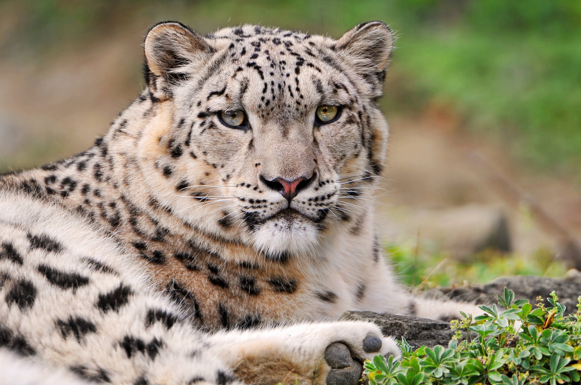 leopardo de las nieves sombrío irbis mirada ojos poder bestia animales depredadores felino macro