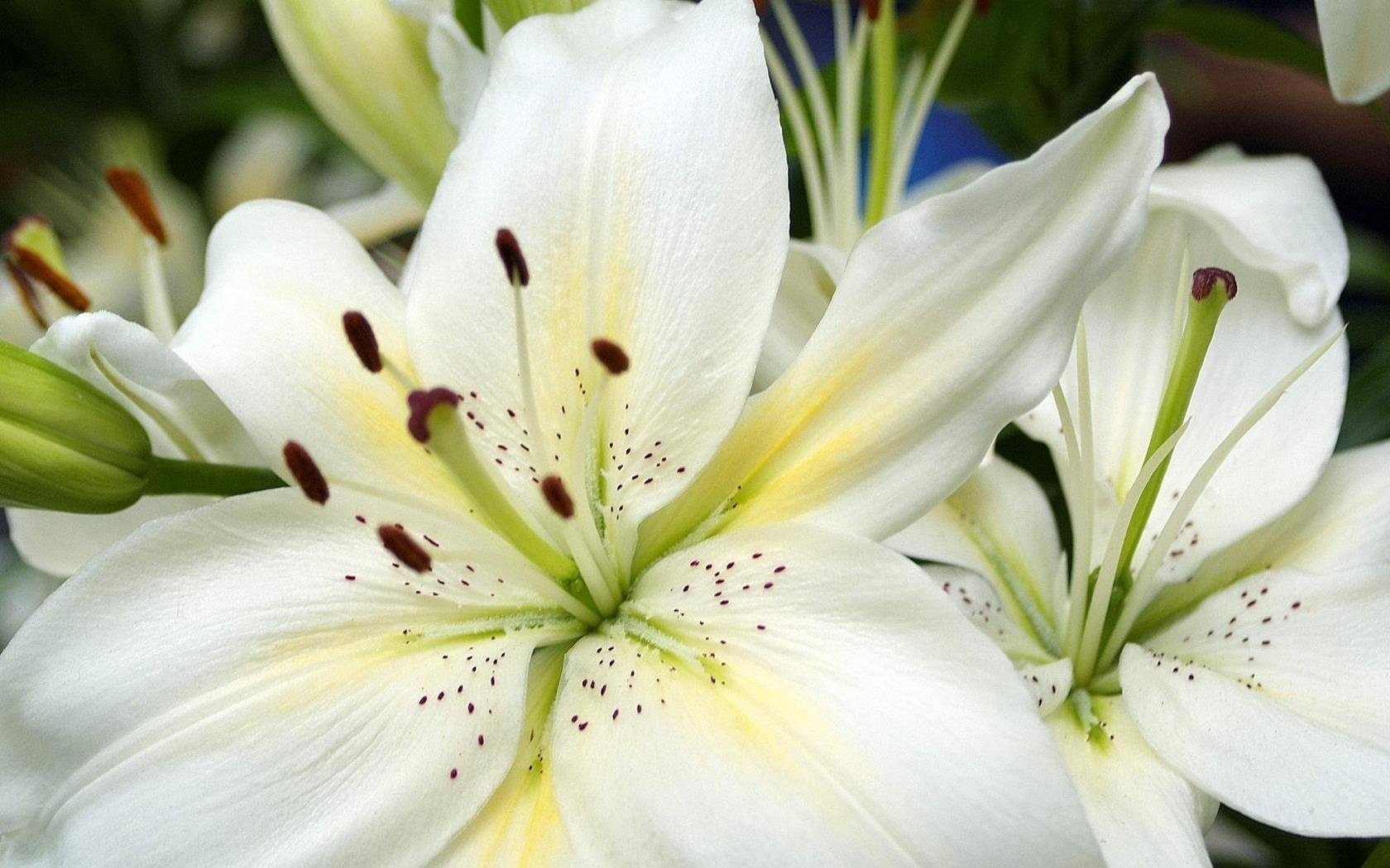 lis fleur feuilles gros plan