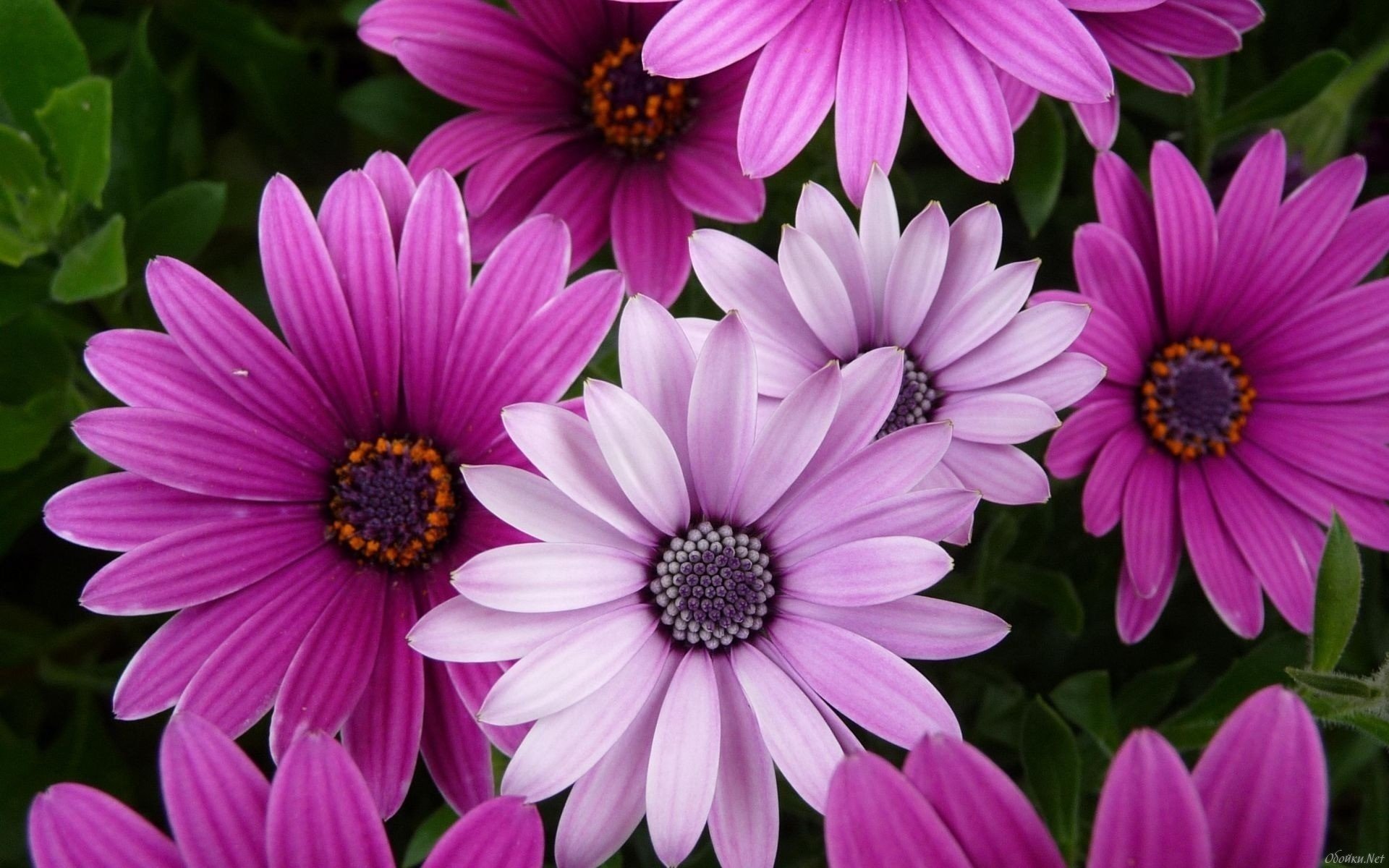 flowers pink flowers leaves shades macro