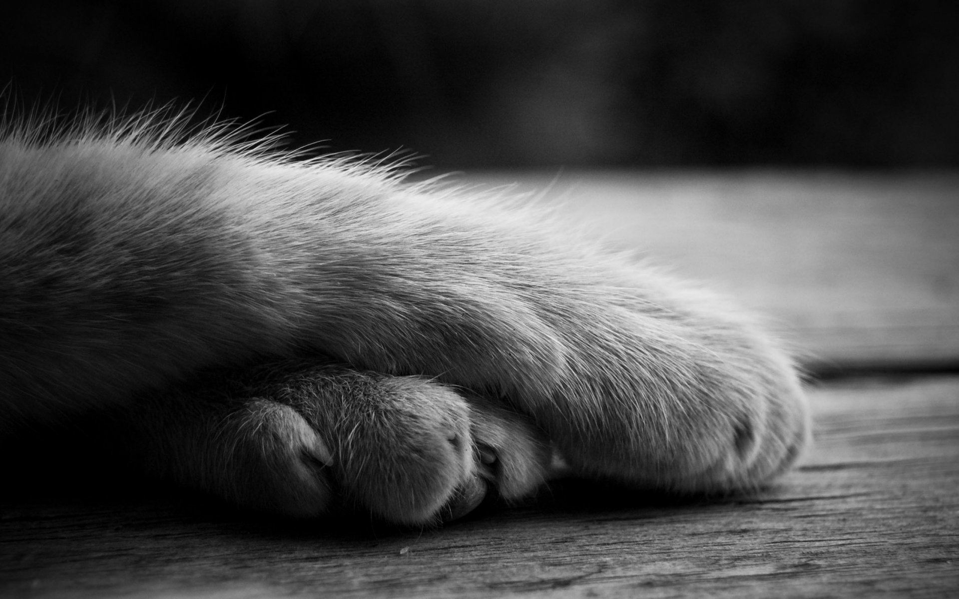 zampe gattino carta da parati lana b-w genere animali macro zampe tenerezza grigio bianco e nero