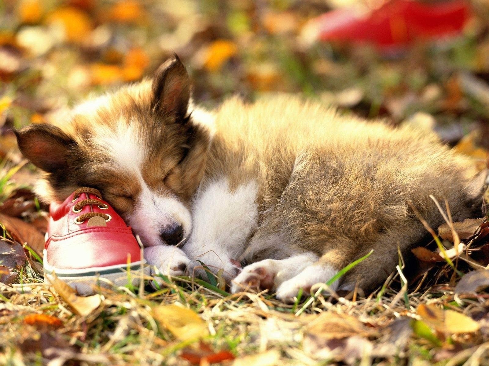 chien chiot sommeil botte feuilles herbe